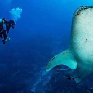 oslob scuba diving