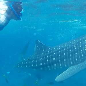 snorkeling with oslob whale sharks