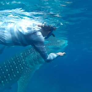 snorkeling with whale sharks cebu tours