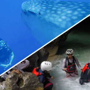 Duiken met walvishaaien + canyoneering avontuurlijke dagtour met pick-up en drop-off in Talisay City