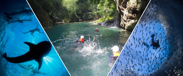Whale Shark Watching + Canyoneering + Sardines Run Day Tour pick-up and drop off Alcoy