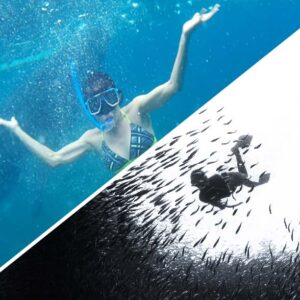 Whale Shark Watching + Sardine Run Tour pick-up and drop off Dumaguete City