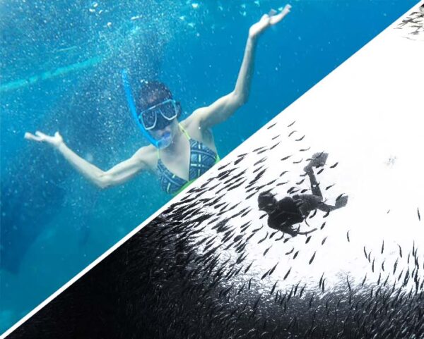 Whale Shark Watching + Sardine Run Tour pick-up and drop off Dumaguete City